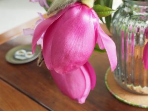 Magnolia ‘Leonora’