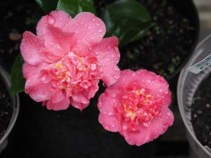 Camellia ‘Holfordiana’