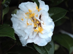 Camellia japonica ‘Onetia Holland’