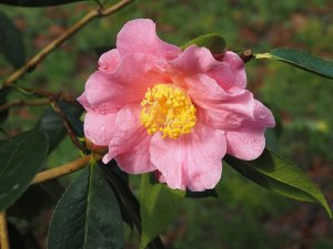 Camellia reticulata ‘Jean Morrel’
