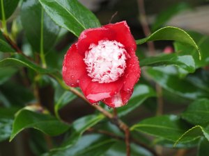 Camellia x williamsii ‘Sundae’