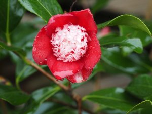 Camellia x williamsii ‘Sundae’