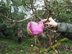 Magnolia ‘Bishop Peter’
