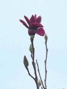 Magnolia ‘Black Swan’