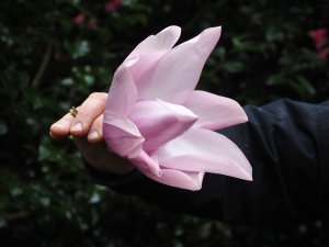 Magnolia campbellii alba ‘Caerhays Clone’