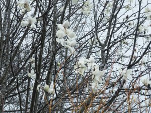 Magnolia campbellii ‘Valentine’s Torch’