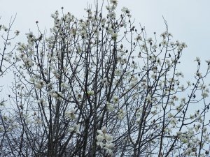 Magnolia campbellii ‘Valentine’s Torch’
