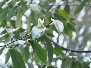 Magnolia floribunda var. tonkinensis