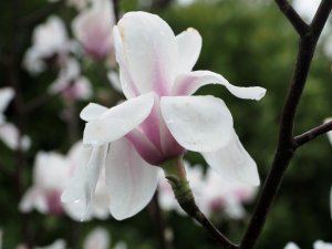 Magnolia ‘Snowblood’