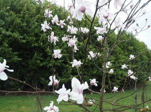 Magnolia ‘Snowblood’