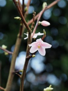 Melliodendron xylocarpum