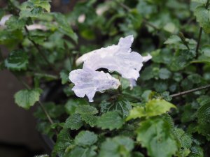 Strobilanthes flexicaulis
