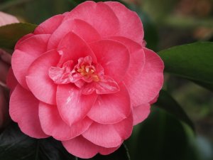 Camellia japonica ‘Chandleri’