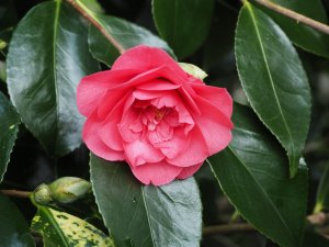 Camellia japonica ‘Chandleri’