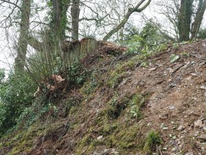 The last storm damaged and dangerous tree comes down