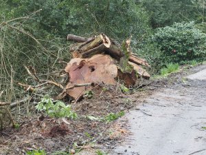 The last storm damaged and dangerous tree comes down