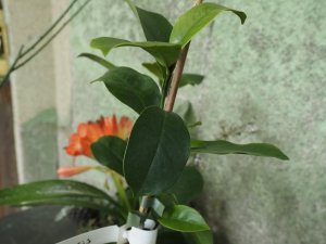 Magnolia aff. gualgxiensis