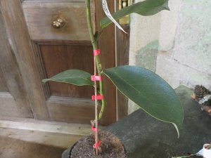 Magnolia fulva var. calcicola