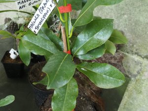 Magnolia (grandiflora x tamaulipana) x M. sharpii