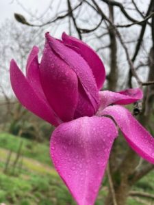 Magnolia ‘Leonora’