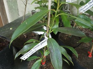 Magnolia ‘Melissa Paris’ x M. insignis