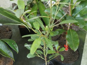 Magnolia virginiana ‘Dod’s Little Leaf’