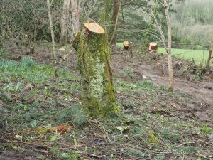 Prunus ‘Shirotae’