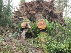 Still a hell of mess in and above the fernery