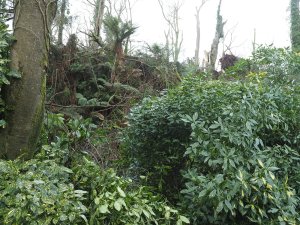 Still a hell of mess in and above the fernery