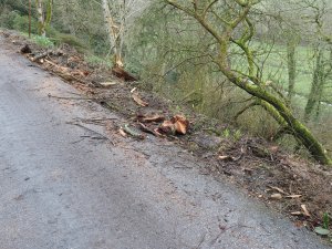 What a mess still along the sides of the drive