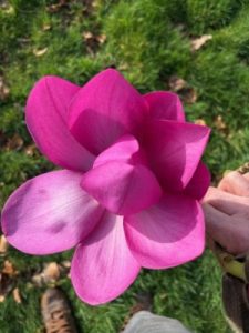 Magnolia ‘Caerhays Splendour’