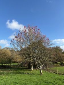Magnolia ‘Caerhays Splendour’
