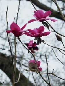 Magnolia ‘Coronation’
