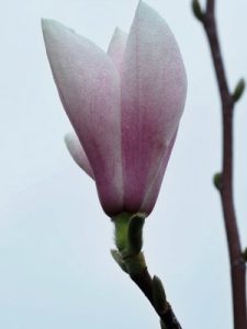 Magnolia sprengeri ‘Mary Slankard’