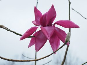 sister seedling to Magnolia ‘Leonora’