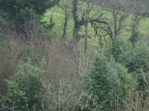 Jaimie’s magnolia seedling in Brownberry