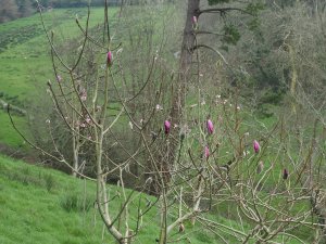 The views today across the main magnolia planting