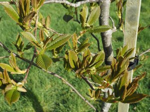 Sorbus zahlbruckneri