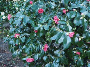 Camellia japonica ‘Chandleri’