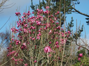 Magnolia ‘Aurora’