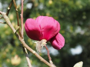 Magnolia ‘Blood Moon’ x M. ‘Vulcan’