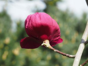 Magnolia ‘Blood Moon’ x M. ‘Vulcan’