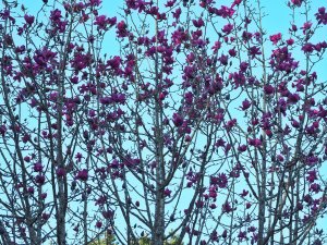 Magnolia ‘Caerhays Splendour’
