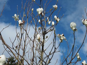 Magnolia denudata ‘Double Diamond’