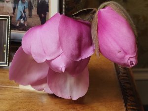 Magnolia ‘Lizzy’