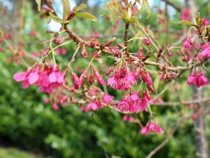 Prunus campanulata ‘Felix Jury’