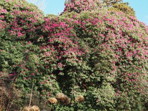 Rhododendron ‘Cornish Red’