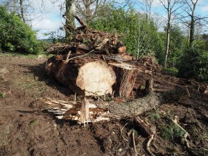 The last of the giant firs