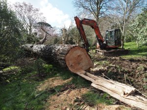 The last of the giant firs