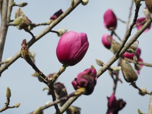 Magnolia ‘Black Tulip’ x M. ‘Darjeeling’